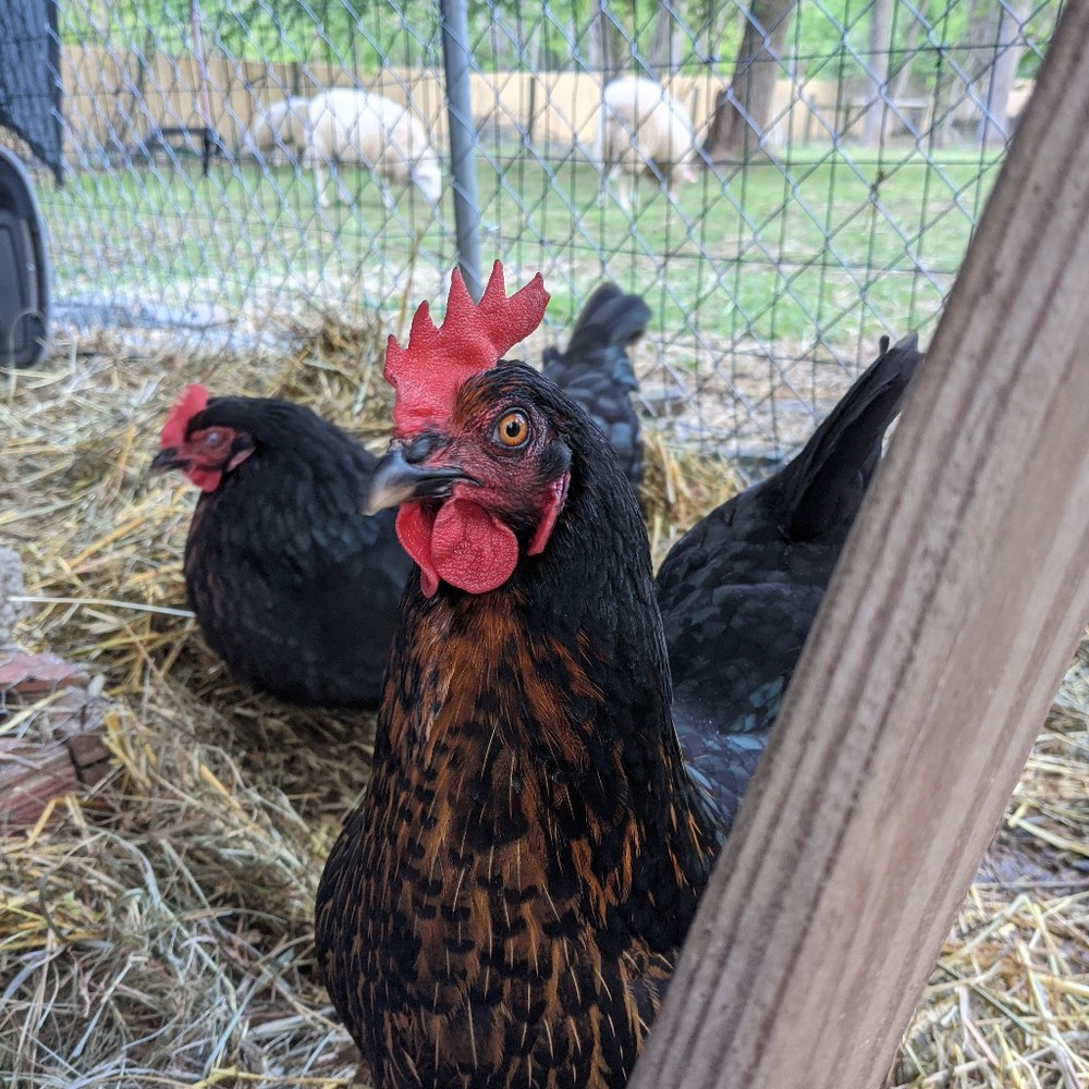 Meet your Posher, Sharon